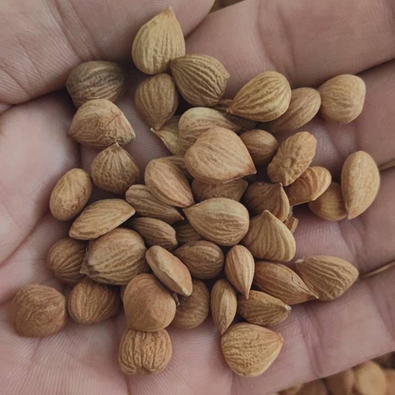 杏仁苦杏仁量大优惠质量保证中药材批发