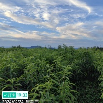 秋雪优系桃苗，中晚熟个大离核丰产挂树期长香脆浓甜，