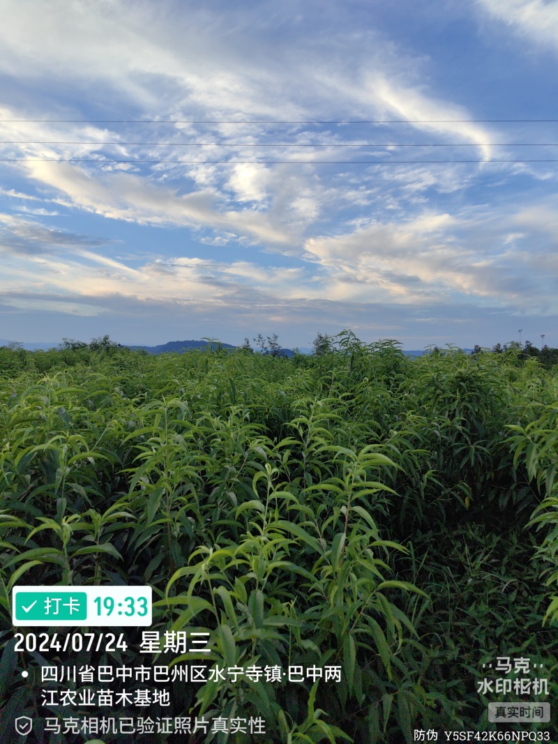 秋雪优系桃苗，中晚熟个大离核丰产挂树期长香脆浓甜，