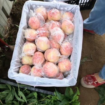 膜袋毛桃大量上市了！