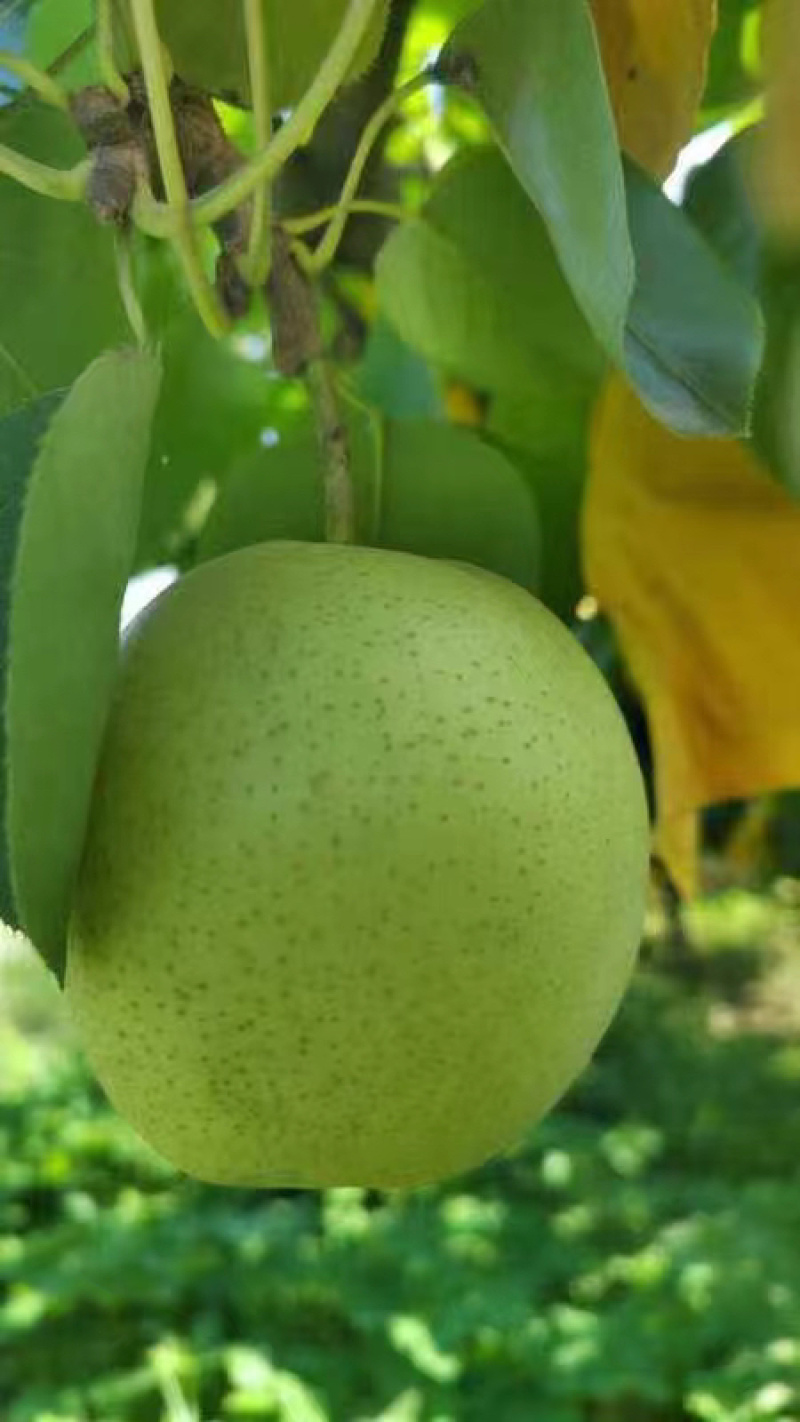 砀山青皮皇冠梨皮薄汁多，产地直发，保质保量欢迎咨询订购