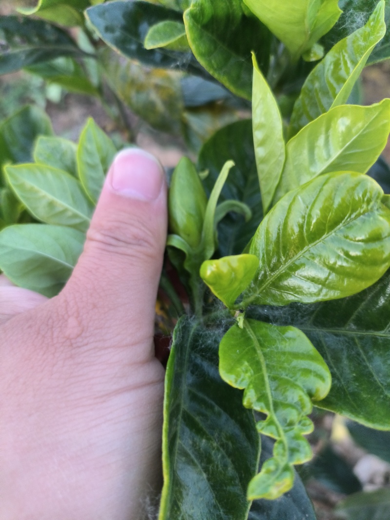 栀子花栀子花鲜花栀子花花朵玫瑰栀子花牡丹栀子花