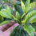 栀子花栀子花鲜花栀子花花朵玫瑰栀子花牡丹栀子花