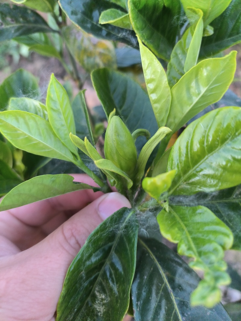 栀子花栀子花鲜花栀子花花朵玫瑰栀子花牡丹栀子花