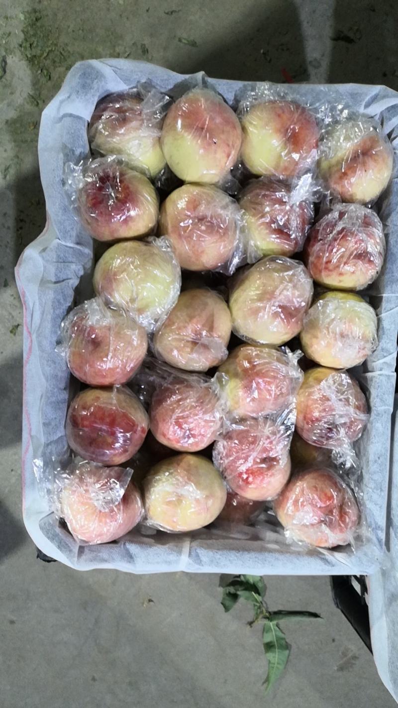 膜袋毛桃大量上市了！