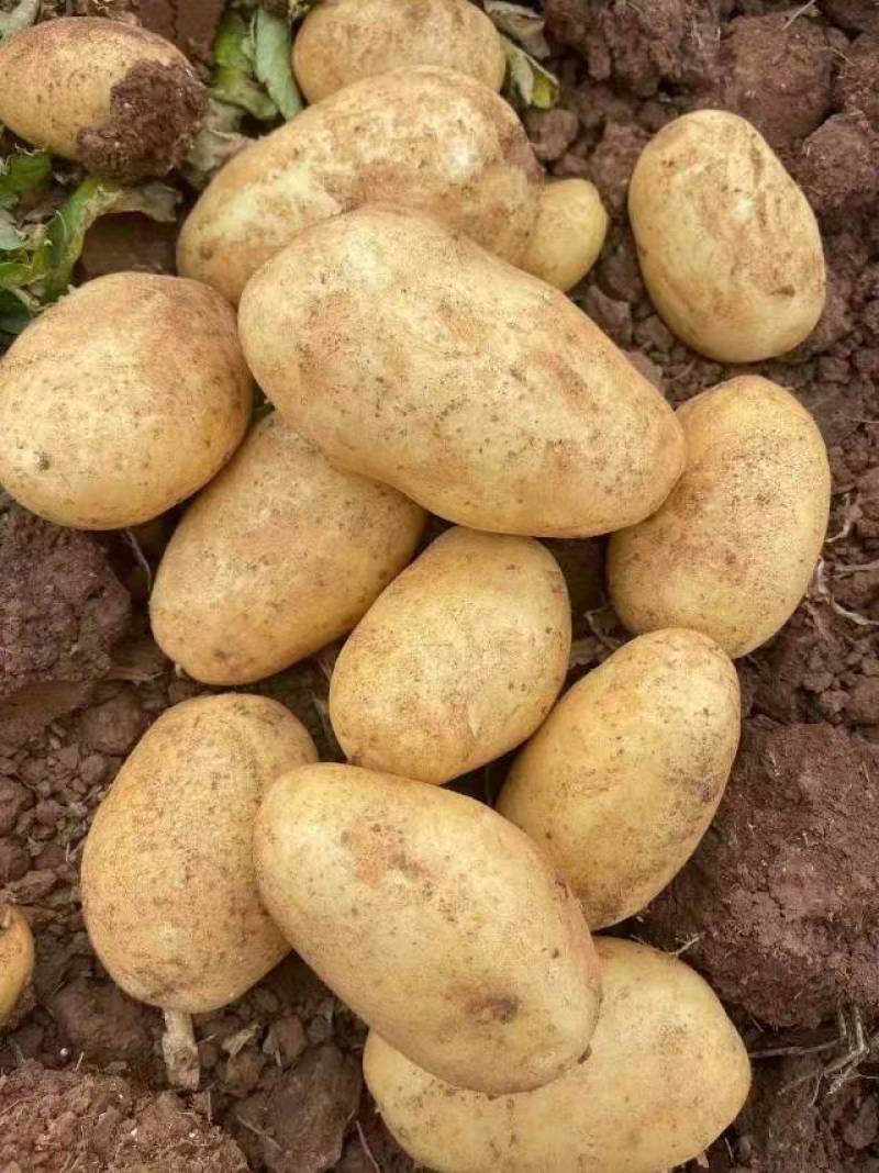 土豆大量供应产地直发可视频看欢迎各地采购商选购