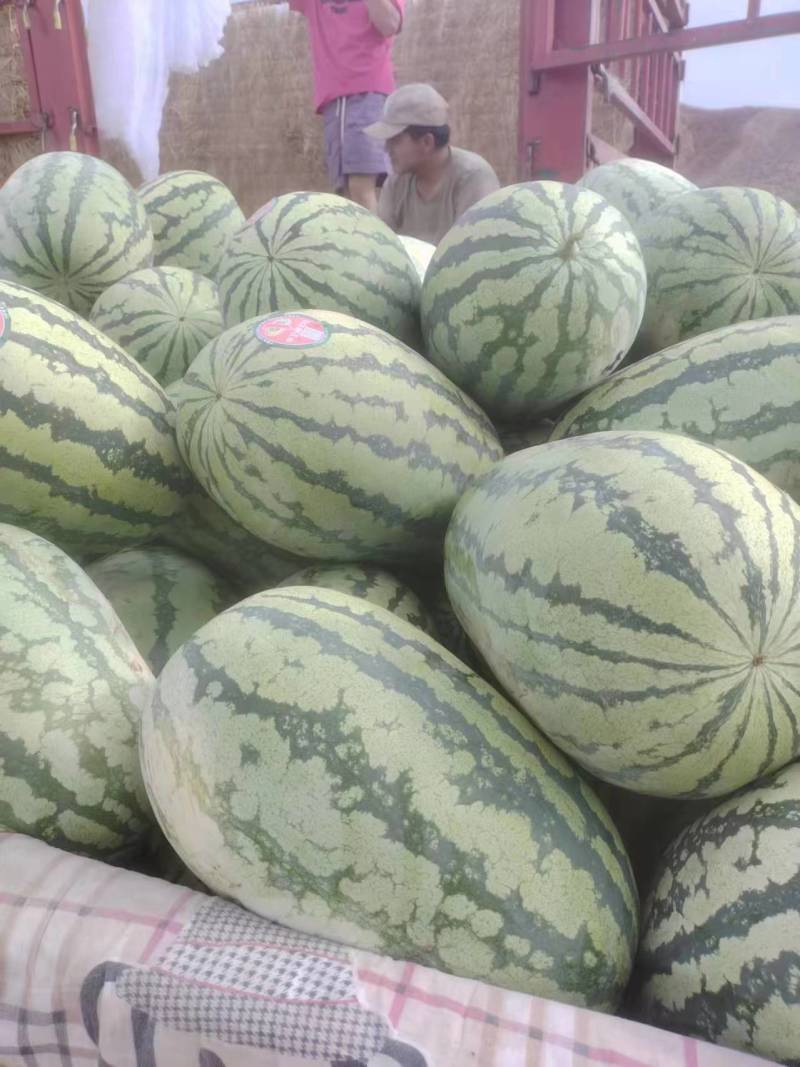 宁夏石头瓜产地直发大量供应欢迎各地采购商选购