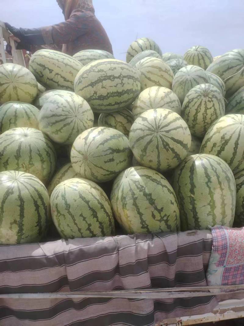 宁夏石头瓜产地直发大量供应欢迎各地采购商选购
