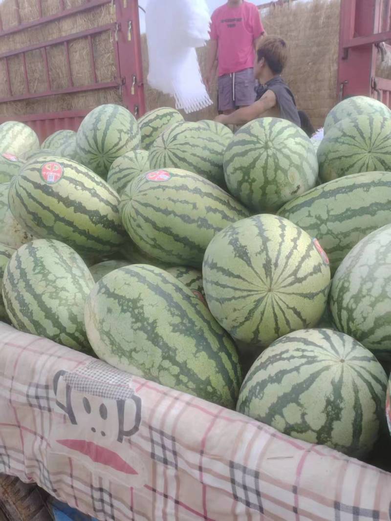 宁夏石头瓜产地直发大量供应欢迎各地采购商选购