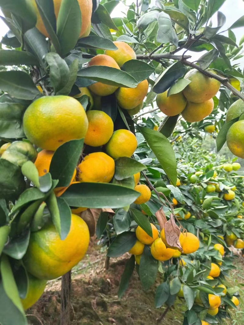 高山蜜橘，无籽无渣细皮，对接电商社团市场商超等保质保量