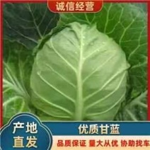 【热卖中】精品河北包菜绿甘蓝大量上市欢迎来电咨询！！