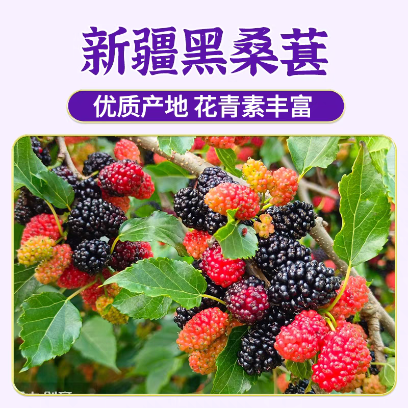 黑桑椹干/新疆黑桑椹干/自家种植/一件代发/大宗批发