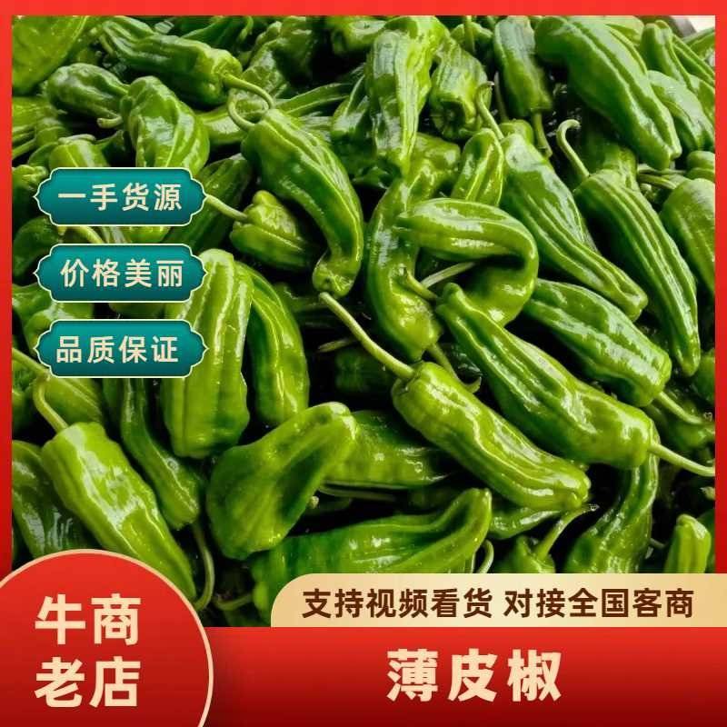 精品薄皮青椒基地直发一手货源品质保障欢迎咨询联系