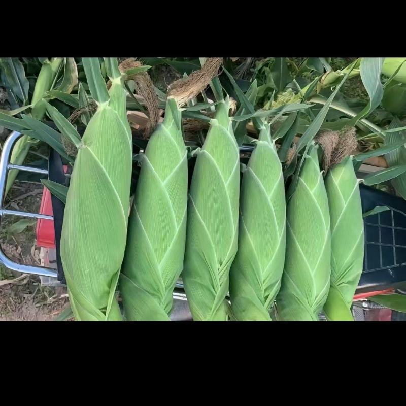 太阳花全黄水果鲜食玉米