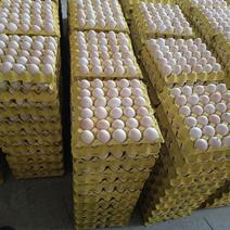 精品粉壳鲜鸡蛋保无抗无药残，一律精品包装菜花黄防水蛋托