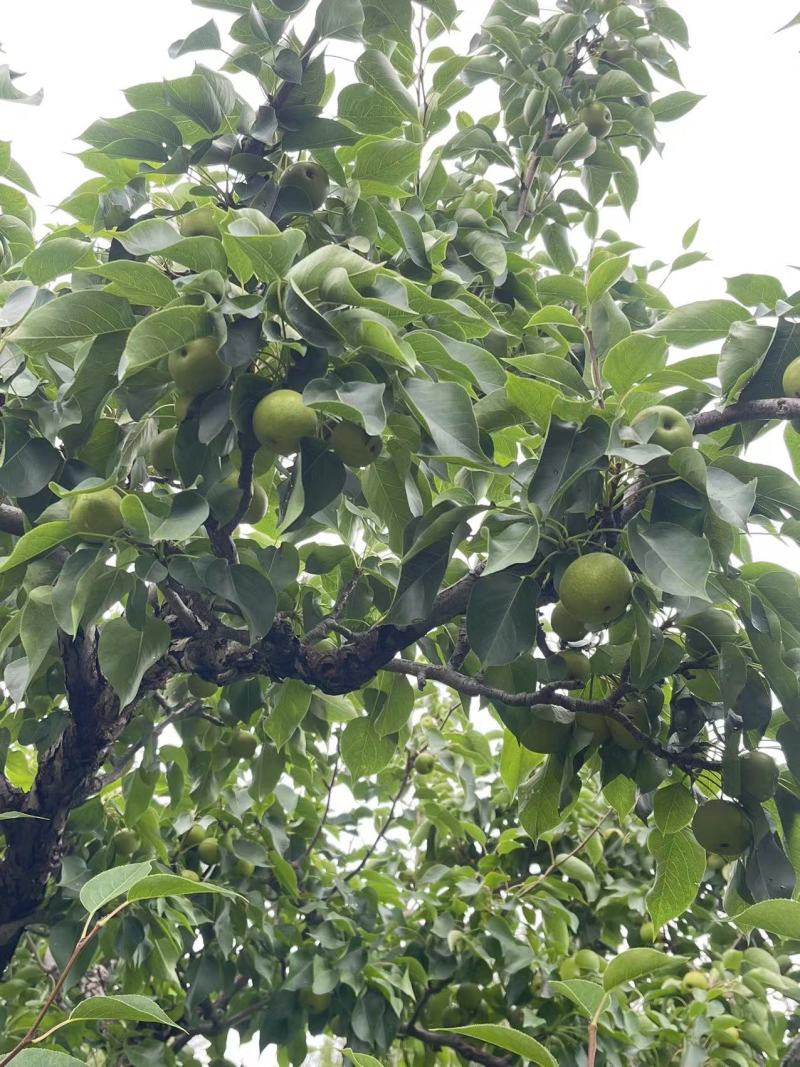 南果梨