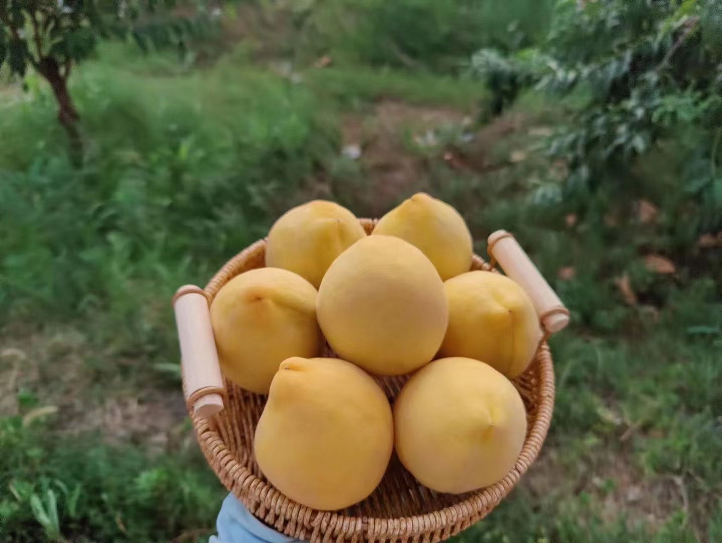 新鲜采摘的炎陵黄桃