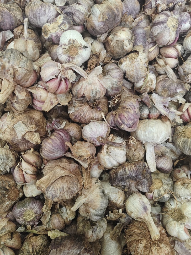 云南新鲜紫皮蒜，鲜蒜大量上市，大量供应电商货市场货超市货
