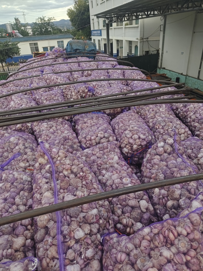 云南新鲜紫皮蒜，鲜蒜大量上市，大量供应电商货市场货超市货