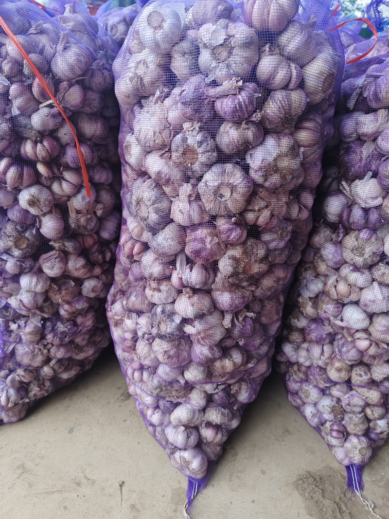 云南新鲜紫皮蒜，鲜蒜大量上市，大量供应电商货市场货超市货