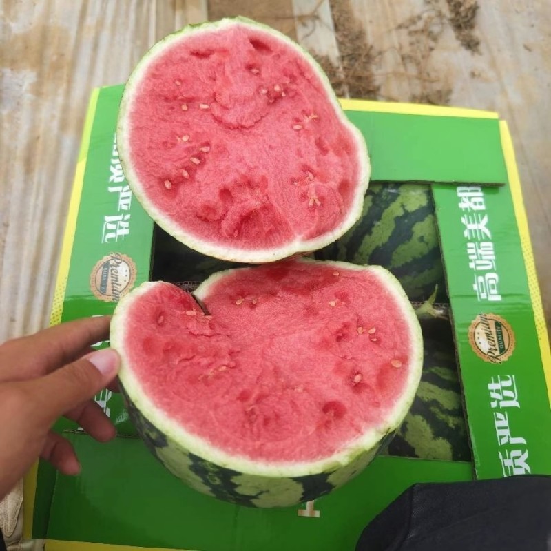 美都好货，纯甜，糖度13左右，欢迎全国各地的朋前来定购