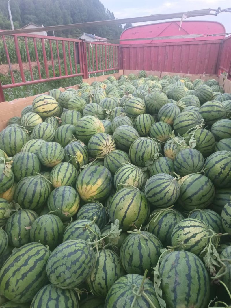美都好货，纯甜，糖度13左右，欢迎全国各地的朋前来定购