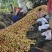 鲁丽苹果大量供应，货源充足。对接电商市场超市。