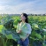 江西特产白莲鲜莲草莲