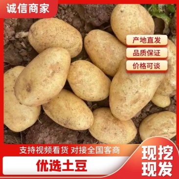 土豆大量供应产地直发可视频看欢迎各地采购商选购