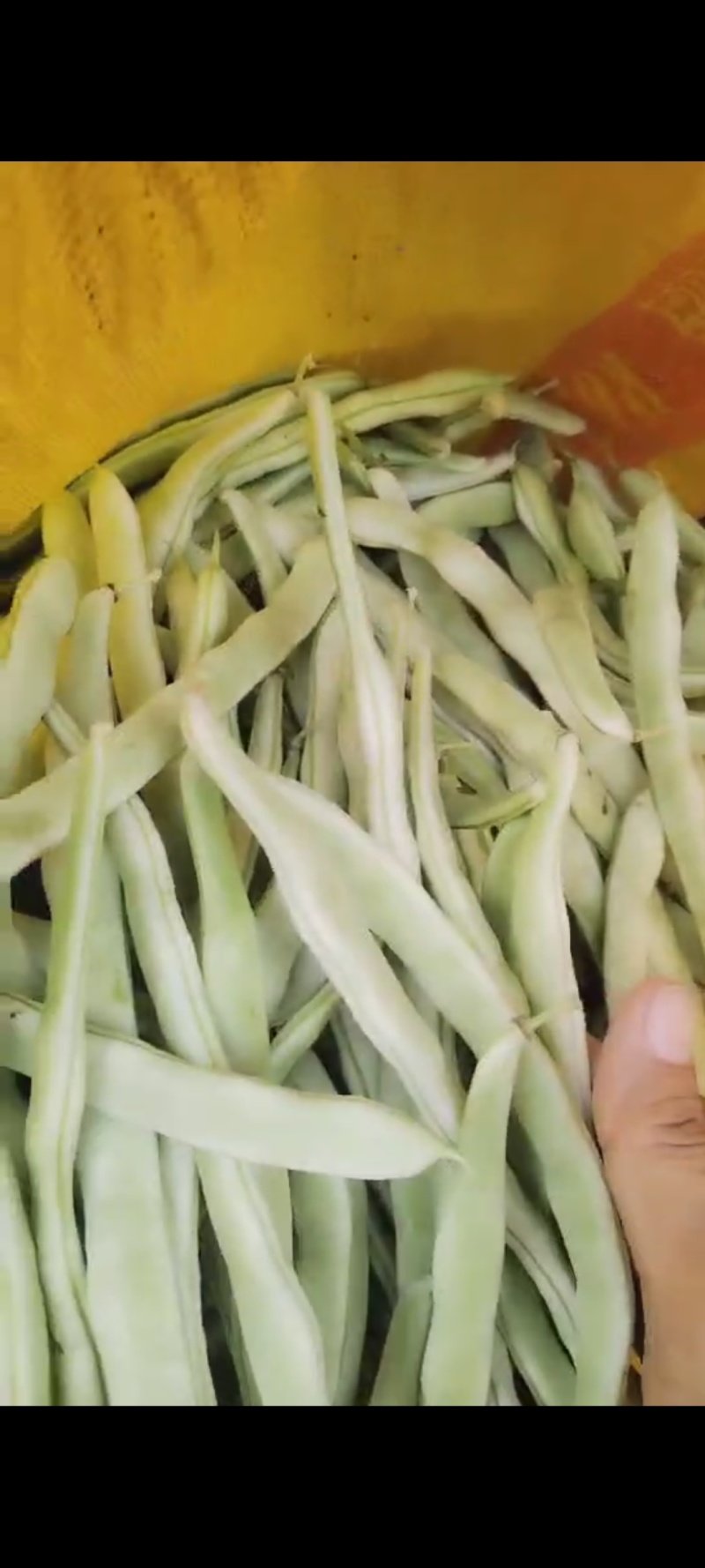 白豆角