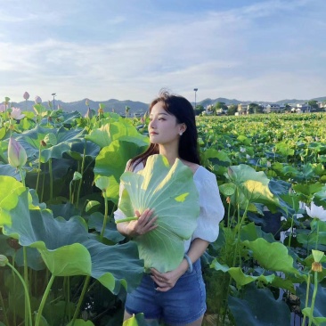 江西特产白莲鲜莲草莲