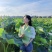 江西特产白莲鲜莲草莲