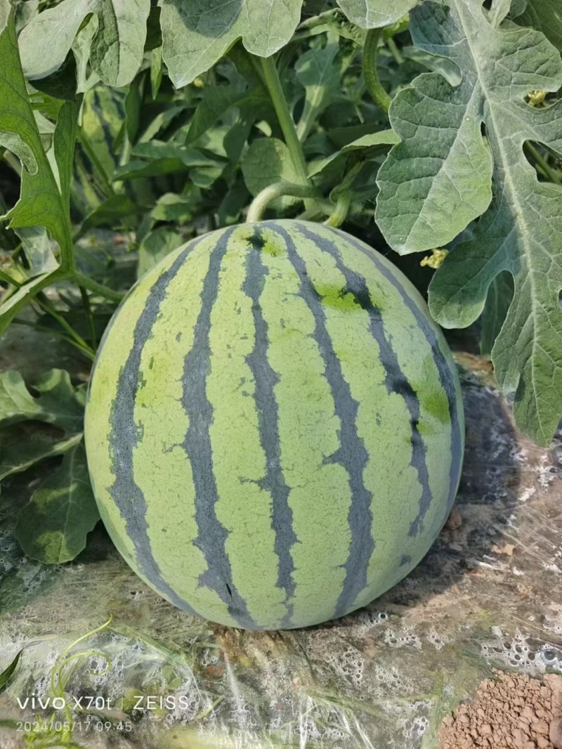【无籽麒麟】甘肃麒麟西瓜视频看货实地看货全程陪同满意为止