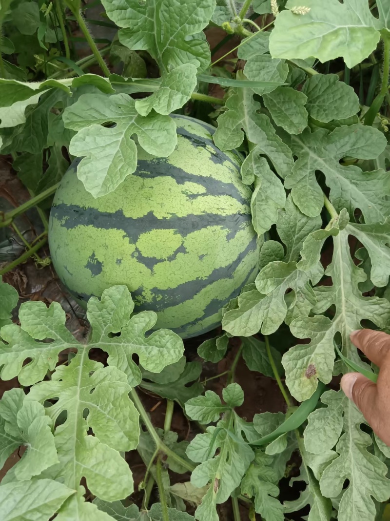 【无籽麒麟】甘肃麒麟西瓜视频看货实地看货全程陪同满意为止