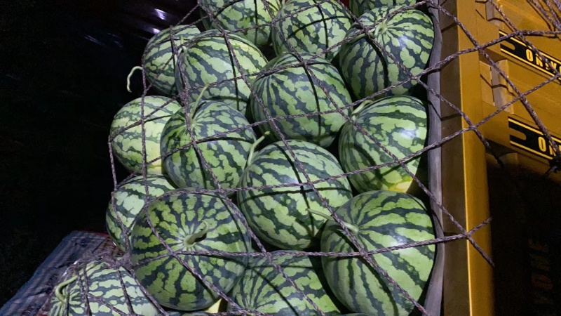 【无籽麒麟】甘肃麒麟西瓜视频看货实地看货全程陪同满意为止
