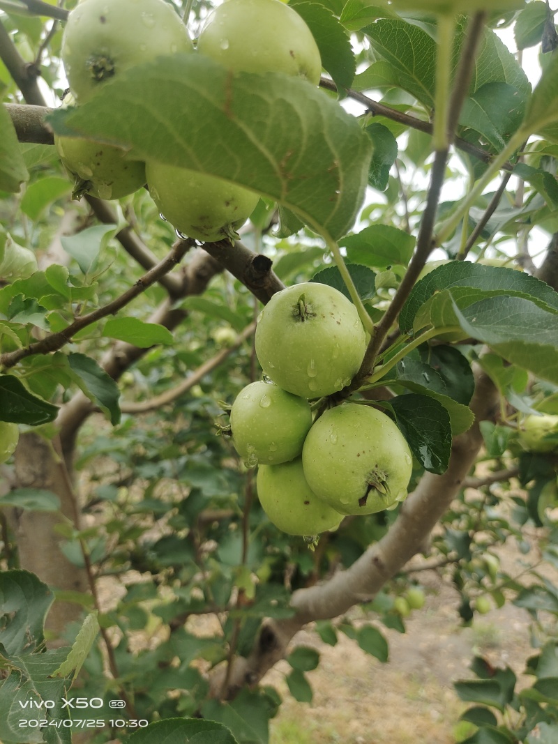 大量供应123苹果(轻微雹伤)