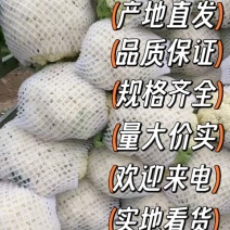 甘肃高原夏菜定西松花菜花面洁白整齐度高