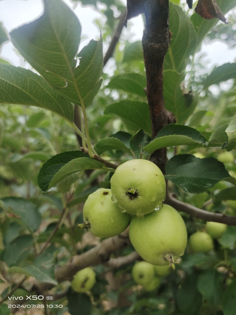 大量供应123苹果，(轻微雹伤)工厂加工货