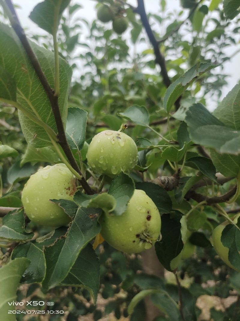 大量供应123苹果，(轻微雹伤)工厂加工货