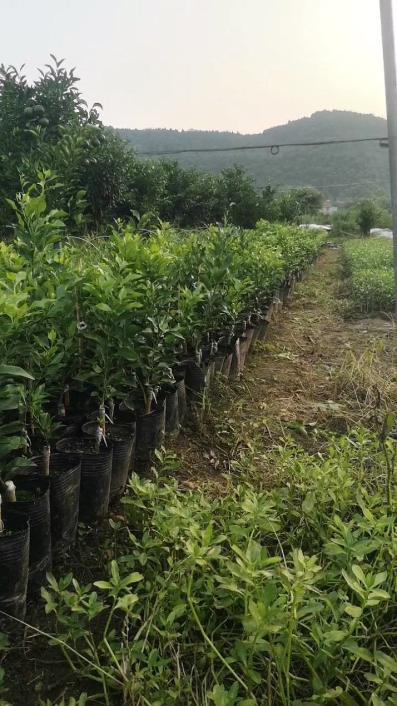爱媛46杯苗，阿蜜达苗