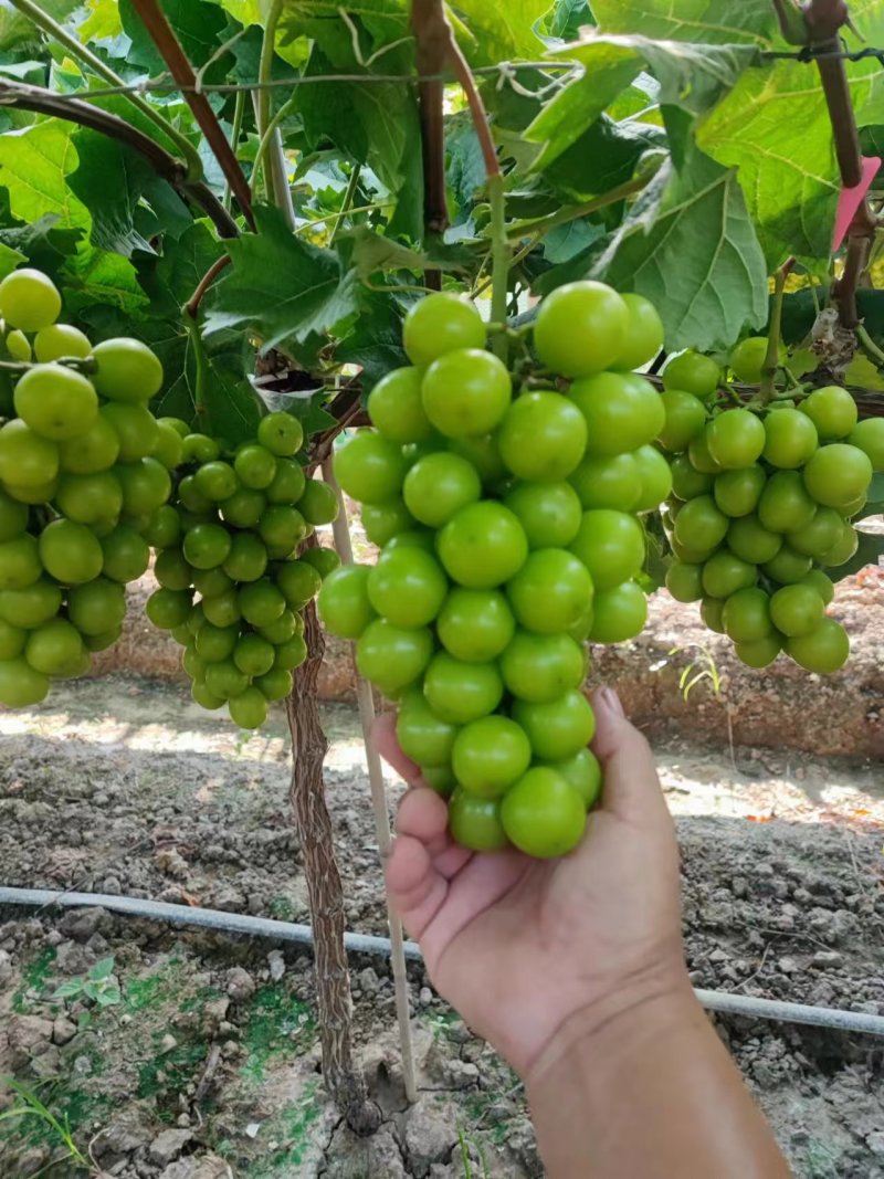 今天7月25。目前已脱酸，月底大量上市，量大的老板看过来