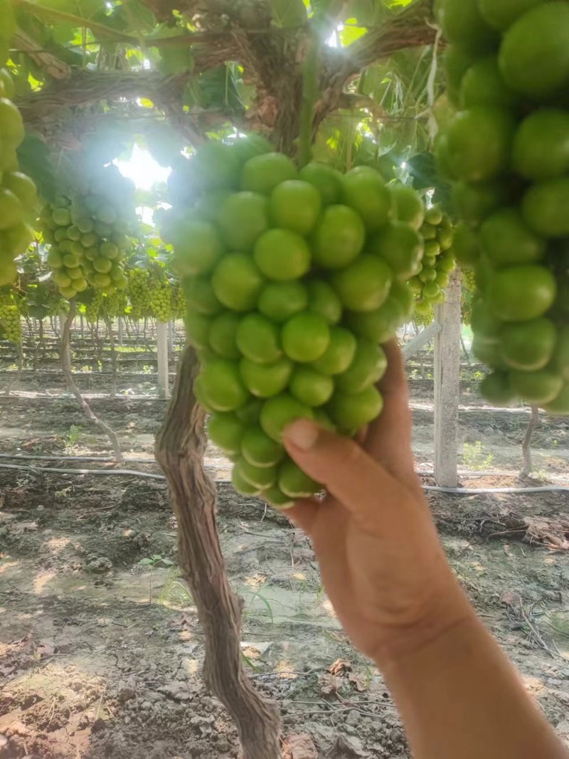 今天7月25。目前已脱酸，月底大量上市，量大的老板看过来