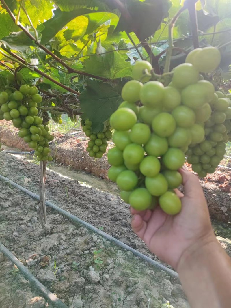 今天7月25。目前已脱酸，月底大量上市，量大的老板看过来