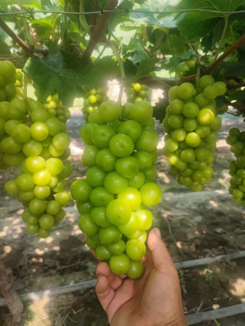 今天7月25。目前已脱酸，月底大量上市，量大的老板看过来