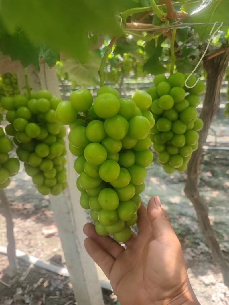 今天7月25。目前已脱酸，月底大量上市，量大的老板看过来