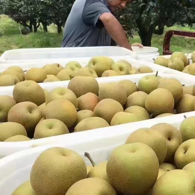 精品黄花梨产地大量供应对接各大市场商超电商加工厂