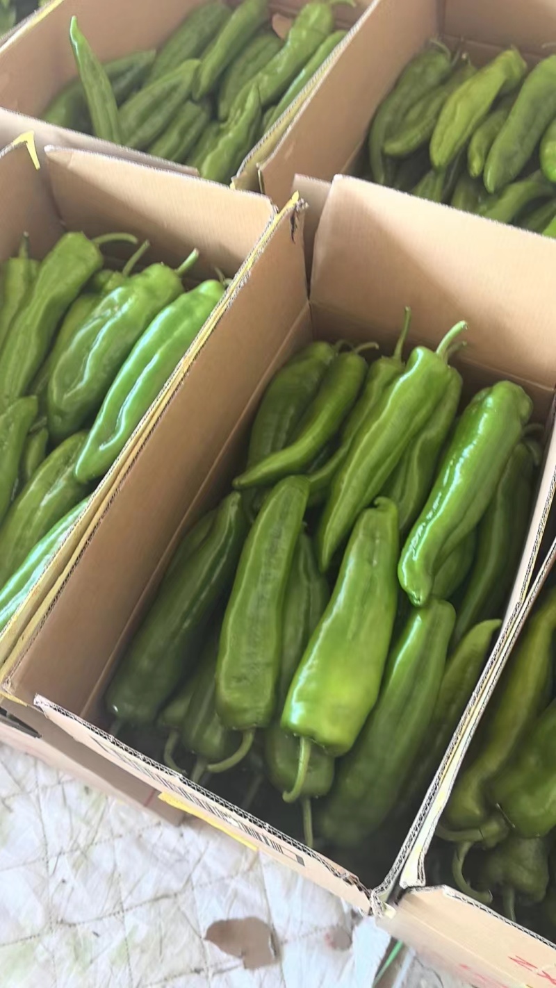 大棚牛角椒，陕西定边辣椒，大棚辣椒，定边牛角椒
