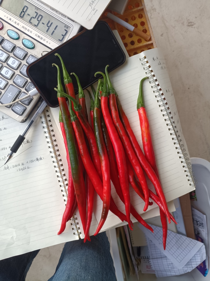 贵州鸡肠红红线椒