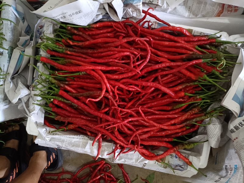 贵州鸡肠红红线椒