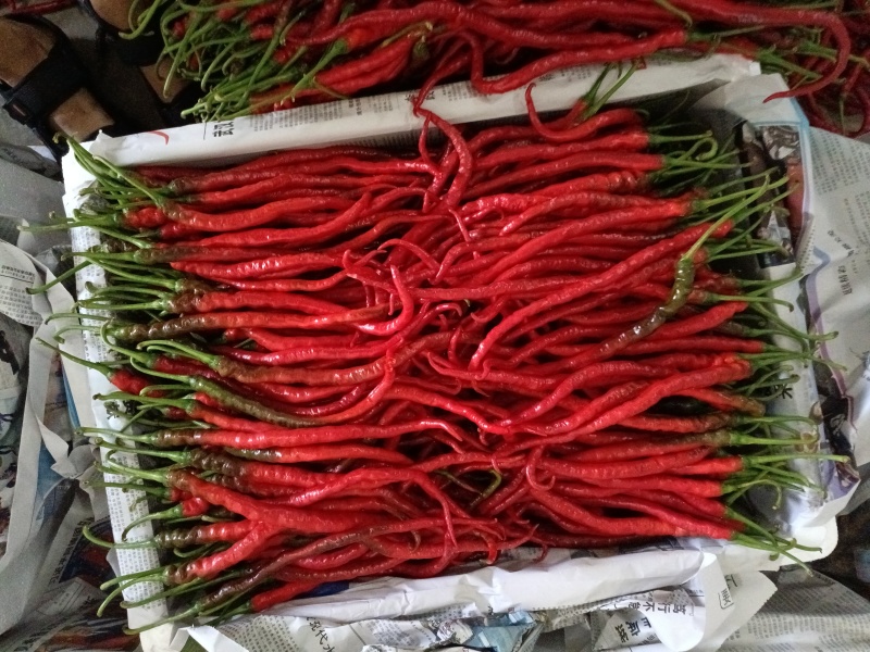 贵州鸡肠红红线椒